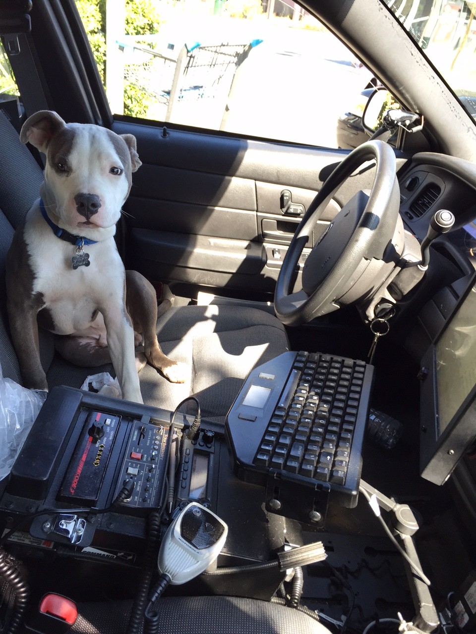 Citizen, Police Rescue Dog in Distress from Hot Vehicle in Willows Shopping Center