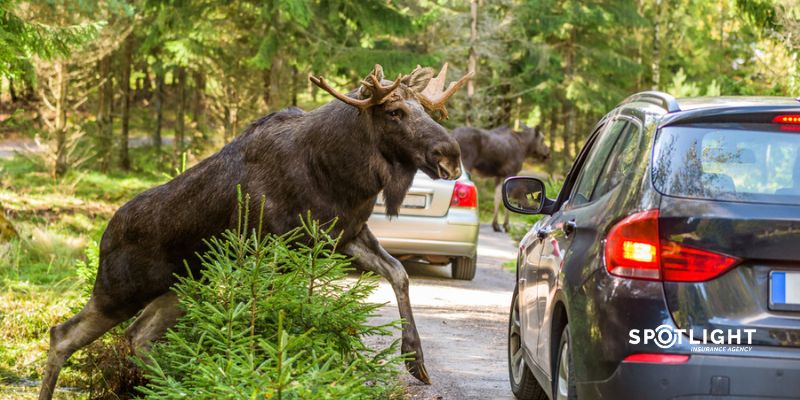 Animal Encounters: Does Your Car Insurance Cover Animal Damage?
