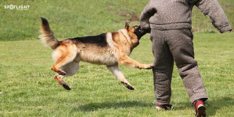 Does Renters Insurance Cover Dog Bites?