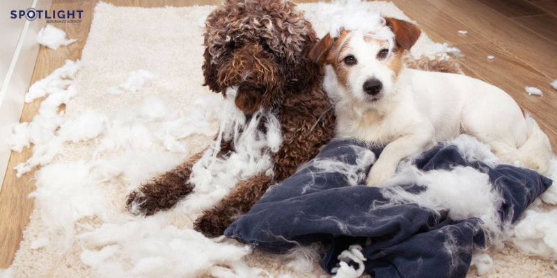 Renters insurance for pet damage