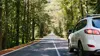 Car driving on a tree-lined road representing auto insurance in Columbia County, New York