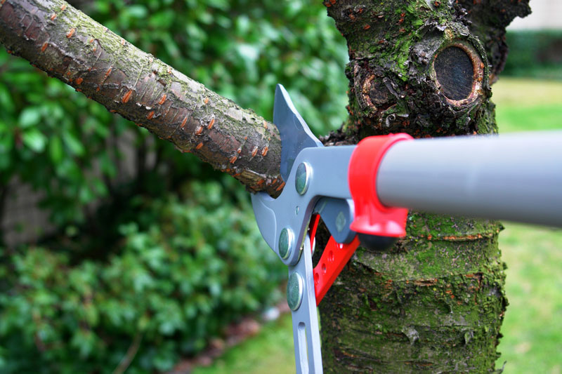 Get Homeowners Insurance to Protect You from Trees and Yard Hazards