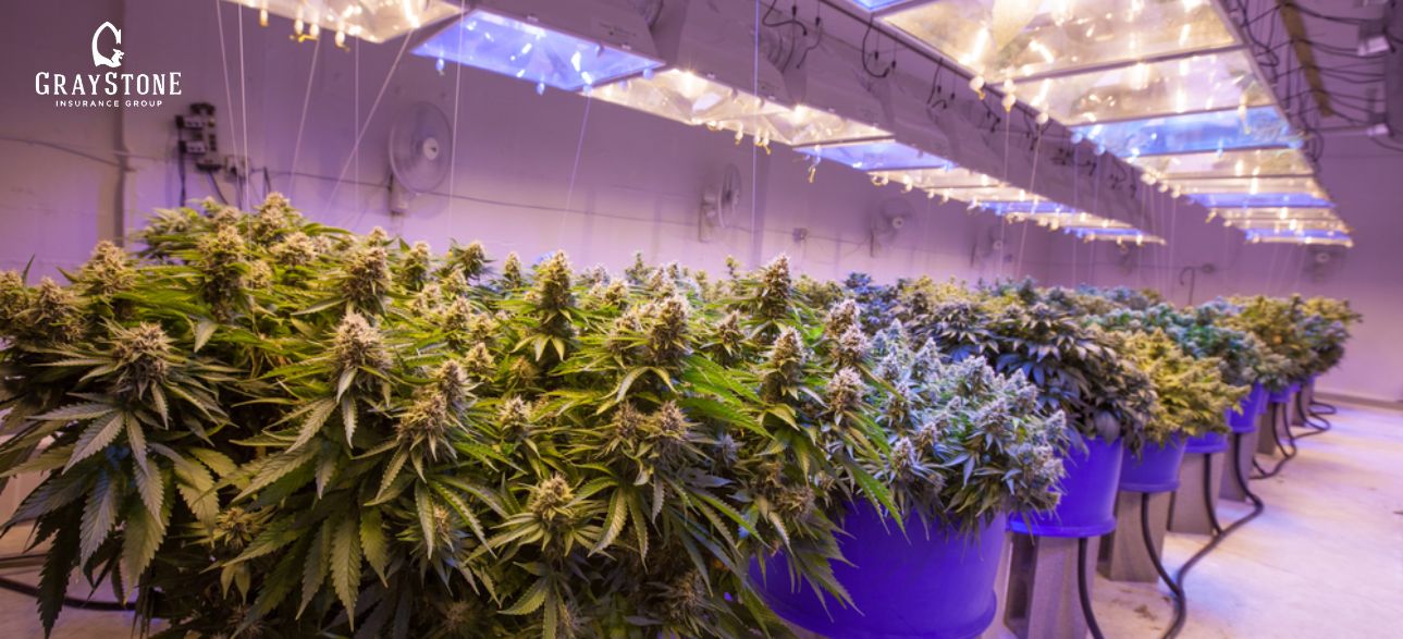 How to Protect Your Hemp Business from Risks with the Right Insurance?