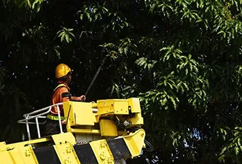 Tree Trimming