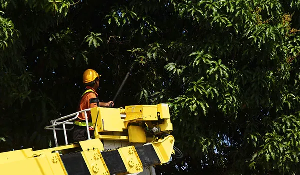 Why Tree Trimming Contractors Need Specialized Coverage