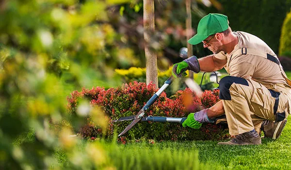 Get a Quote for Tree Trimming Contractor Insurance