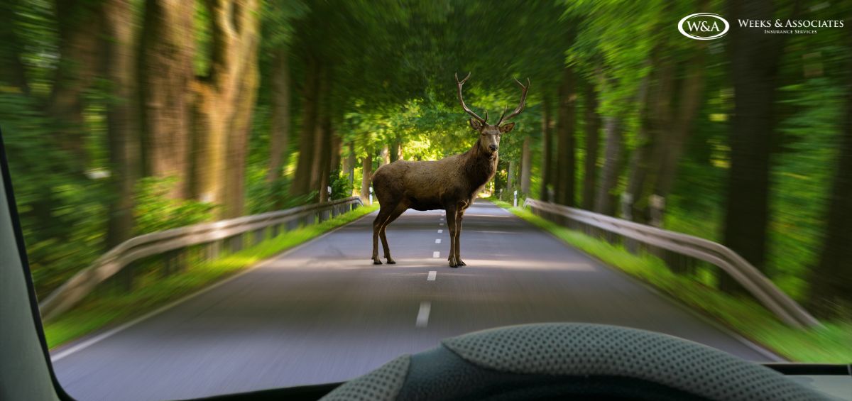 Why Deer and Wildlife Collisions Are Becoming a Bigger Auto Insurance Concern in Thousand Oaks