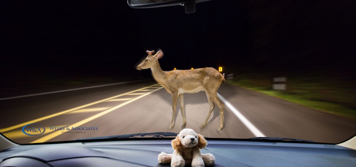 Auto insurance for vehicle deer collision