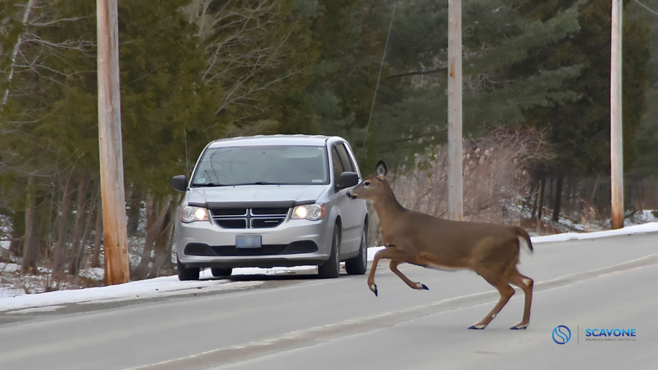 Car insurance for deer collision