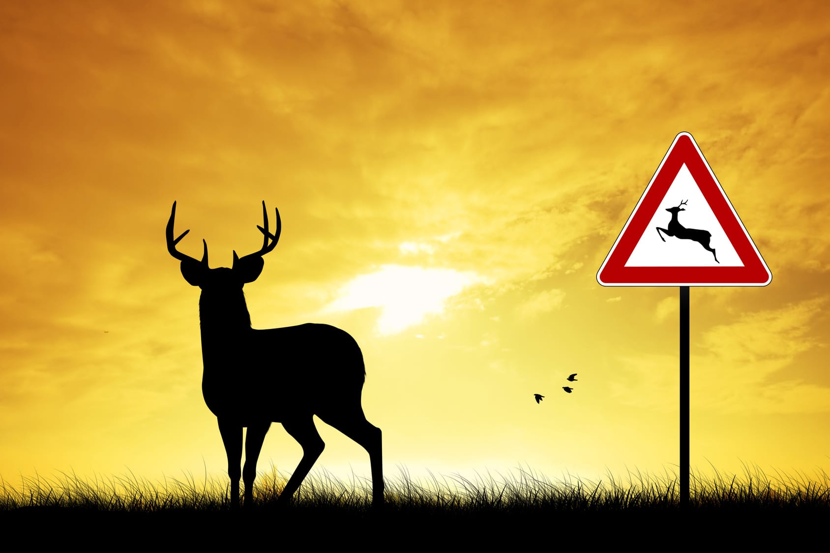 Does My Auto Insurance Cover Deer Accidents?