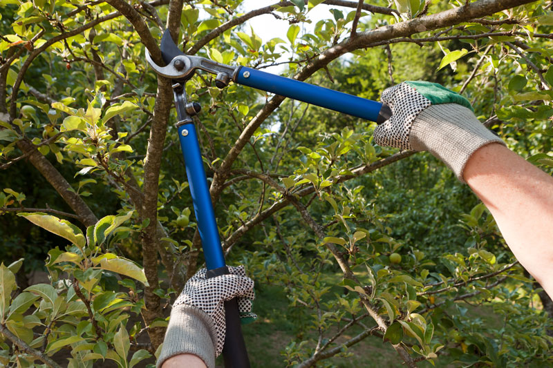 Tree Trimming: When Should I Do It?