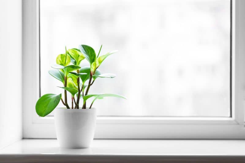 These Houseplants Can Improve Your Air Quality