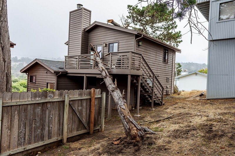 Are You Liable When Your Tree Falls on Your Neighbor's Property?