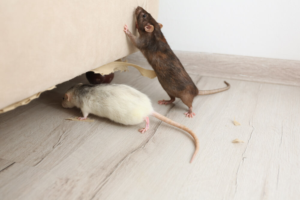 Does Your Homeowners' Insurance cover rodent Damage?